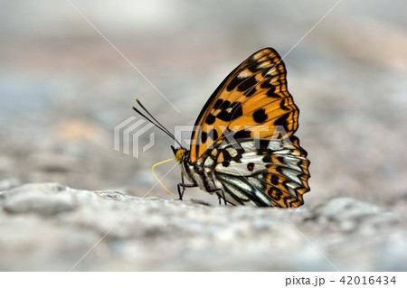 蝶 チョウ 蝴蝶 42016434