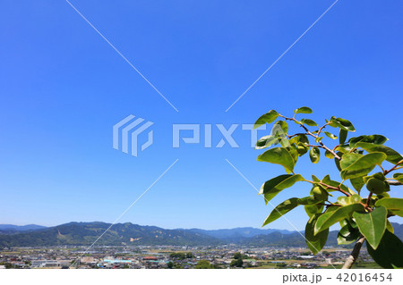 ブランド柿:志波柿(朝倉市志波地区産の富有柿) 福岡県朝倉市 ブランド柿:志波柿(朝倉市志波地区産の富有柿) 福岡県朝倉市 42016454