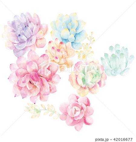 透明水彩 水彩画 花 42016677