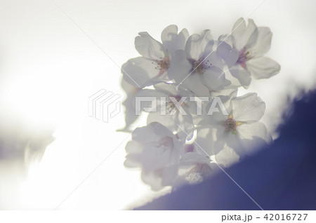 藤田川の桜並木 藤田川の桜並木 42016727