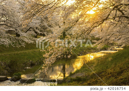 藤田川の桜並木 42016754