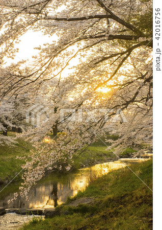 藤田川の桜並木 42016756