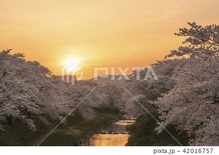 藤田川の桜並木 42016757