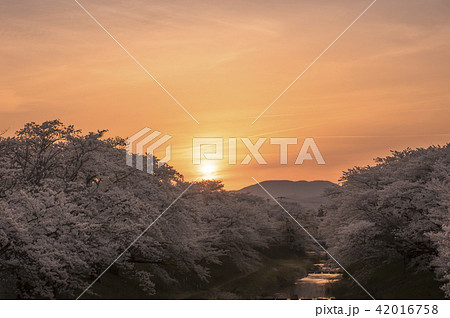 藤田川の桜並木 42016758