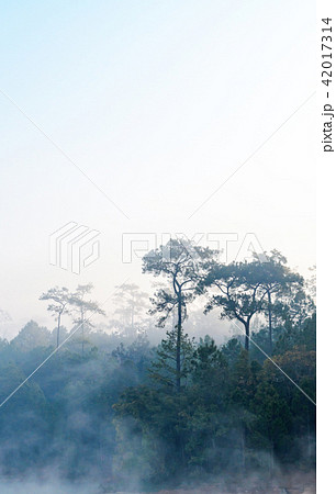 Pine forest with fog over lake in the morning 42017314