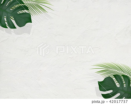 背景-夏-南国-植物-白壁 背景-夏-南国-植物-白壁 42017737