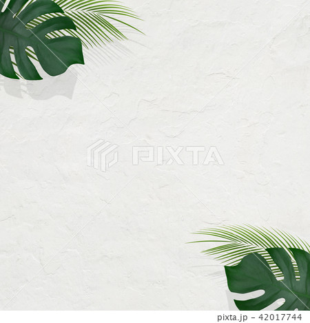背景-夏-南国-植物-白壁 42017744