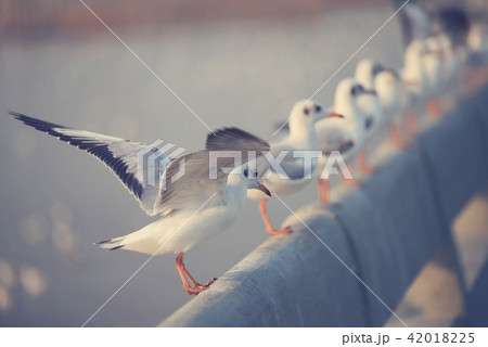Arrangement of seagulls on bridge rail. 42018225