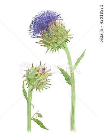 アーティチョーク　カルドン　Cynara cardunculus 42018531