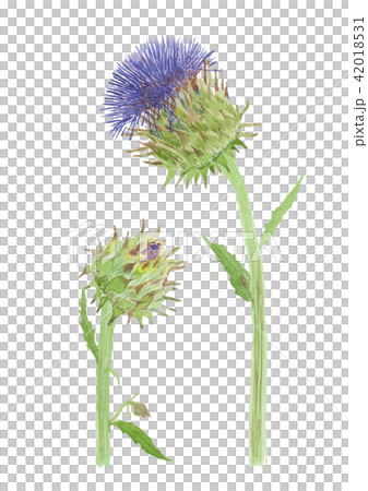 アーティチョーク　カルドン　Cynara cardunculus 42018531