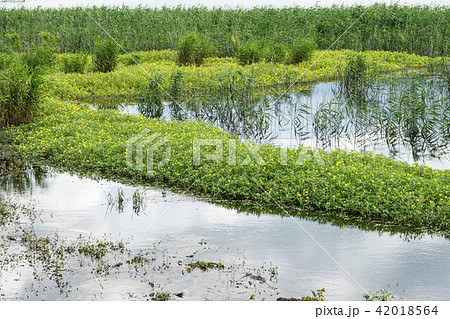 琵琶湖畔 42018564