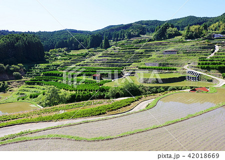 田植え後の鹿里の棚田(八女市星野村) 天空の里鹿里(ろくり) 田植え後の鹿里の棚田(八女市星野村) 天空の里鹿里(ろくり) 42018669