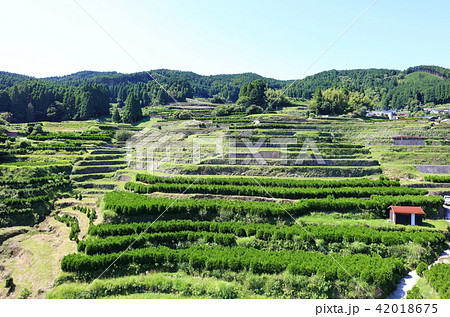 田植え後の鹿里の棚田（八女市星野村）　天空の里鹿里（ろくり） 42018675