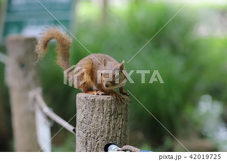 【東京都】井の頭自然文化園のニホンリス 【東京都】井の頭自然文化園のニホンリス 42019725