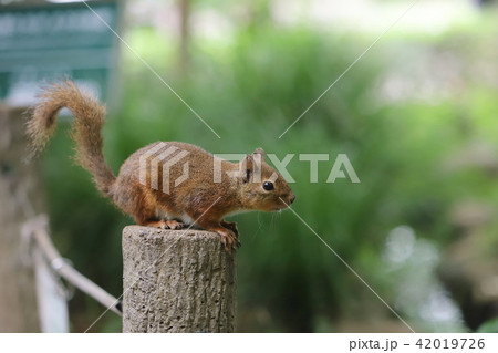 【東京都】井の頭自然文化園のニホンリス 42019726