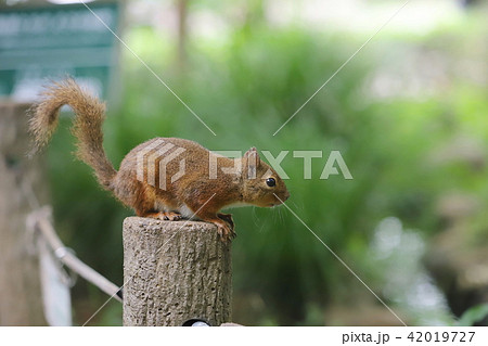 【東京都】井の頭自然文化園のニホンリス 42019727