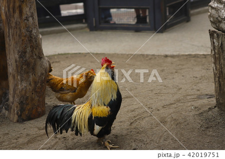 【東京都】井の頭自然文化園のオンドリ 【東京都】井の頭自然文化園のオンドリ 42019751