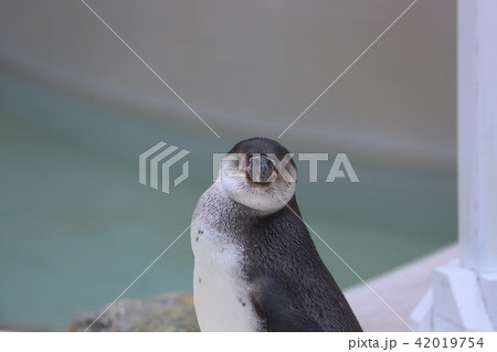 【東京都】井の頭自然文化園のペンギンの子供 【東京都】井の頭自然文化園のペンギンの子供 42019754