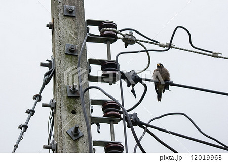 Bird and Eletricity line and electricity post 42019963