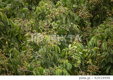 Close up of Young Small longan fruit 42019996