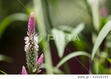 Pink Celosia argentea grass flower in the garden Pink Celosia argentea grass flower in the garden 42020144