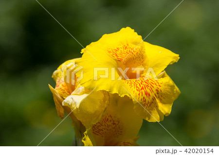 Yellow Canna flower in dark background 42020154