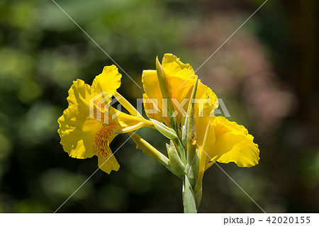 Yellow Canna flower in dark background Yellow Canna flower in dark background 42020155