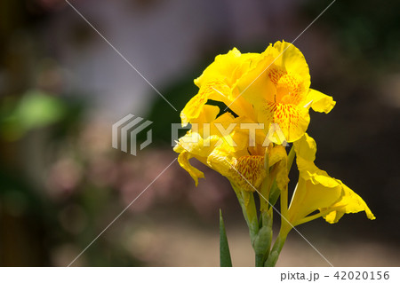Yellow Canna flower in dark background Yellow Canna flower in dark background 42020156