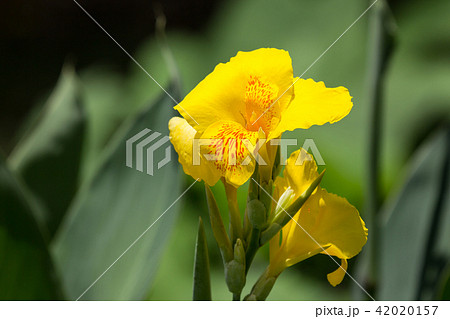 Yellow Canna flower in dark background Yellow Canna flower in dark background 42020157