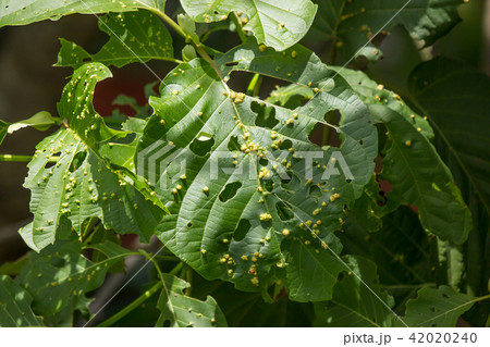 Disease Green leaf of teak tree Disease Green leaf of teak tree 42020240