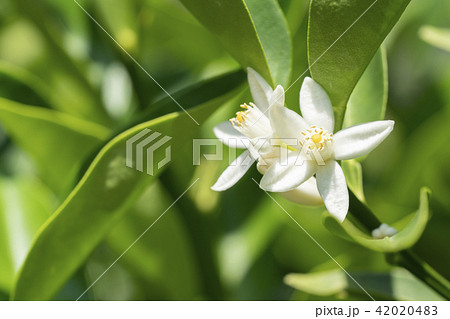キンカンの花 キンカンの花 42020483