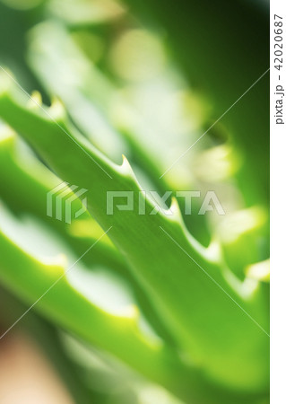 アロエ アロエ 42020687