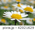 カンシロギク(mini marguerite,snow daisy) 42021629