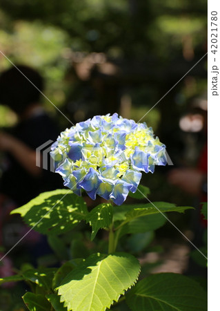 紫陽花 紫陽花 42021780