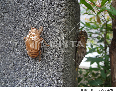 抜け殻と羽化後のアブラゼミ 42022026