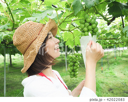 ぶどうの袋かけ作業をする女性 42022083