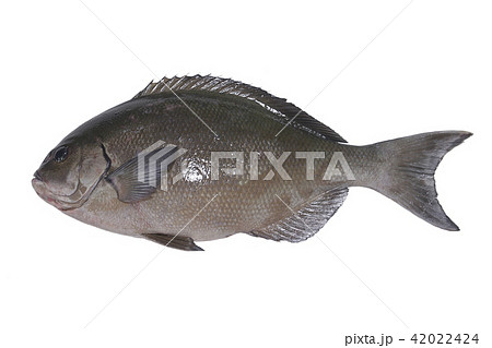 尾長クロ 42022424