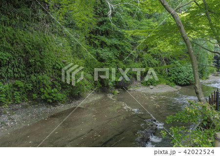 一条恵観山荘の庭園沿いに流れる滑川（鎌倉市浄明寺） 42022524