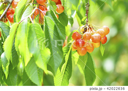 木になっているサクランボ 42022636