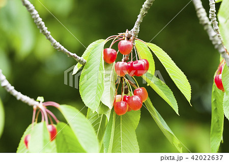 木になっているサクランボ 42022637