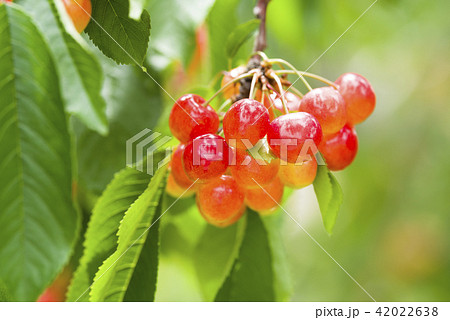 木になっているサクランボ 42022638