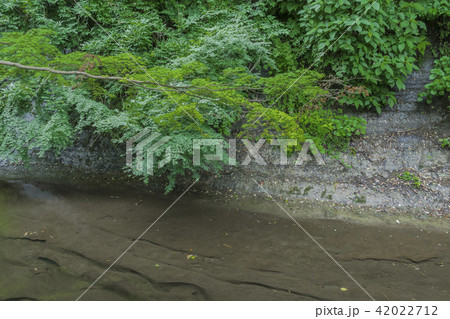 一条恵観山荘の庭園沿いに流れる滑川(鎌倉市浄明寺) 一条恵観山荘の庭園沿いに流れる滑川(鎌倉市浄明寺) 42022712