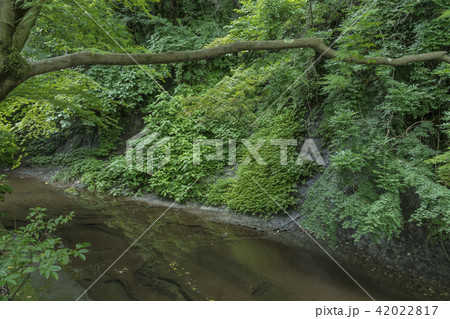一条恵観山荘の庭園沿いに流れる滑川（鎌倉市浄明寺） 42022817