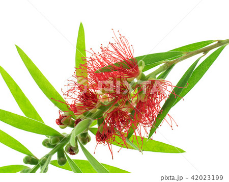 Weeping Bottle Brush tree Weeping Bottle Brush tree 42023199