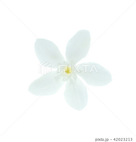 Coral swirl flower Coral swirl flower 42023213