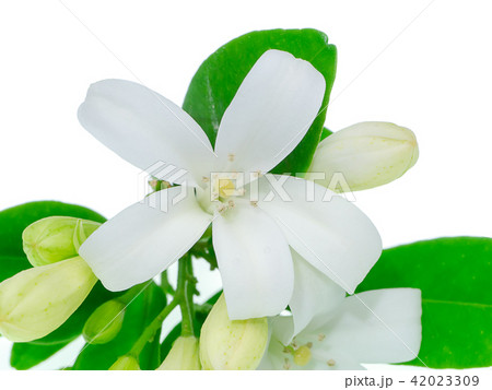 Orange Jasmine flower Orange Jasmine flower 42023309