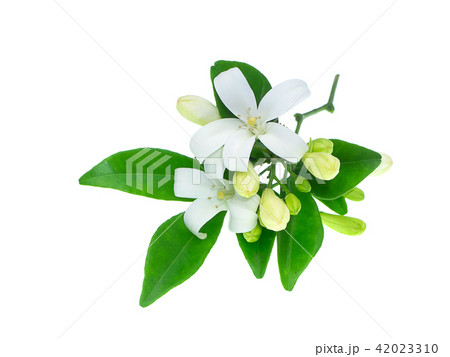 Orange Jasmine flower Orange Jasmine flower 42023310