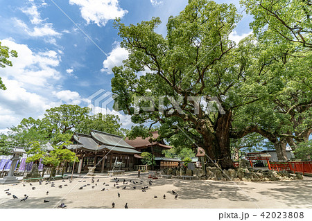 宇美八幡宮 42023808