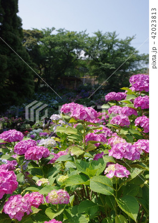 あじさいの里 形原温泉 あじさいの里 形原温泉 42023813