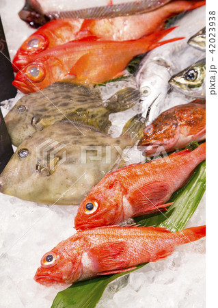 築地場外市場　「築地魚河岸」海幸橋棟で売られていた鮮魚 42023938